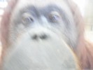 [PHOTOS] Nonja the Orangutan