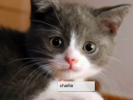 VIDEO: LOST Re-Enacted by Cats in 1 Minute