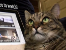 VIDEO: Racist Kitty