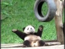 VIDEO: Dancing Panda