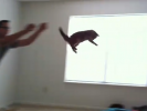 VIDEO: Flying Cat