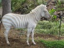 Behold the Beautiful, Spooky Albino Zebra