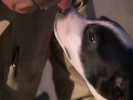 VIDEO: Puppy Survives Euthanasia