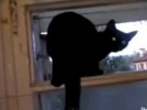 VIDEO: Cat Barks Like Dog Until It Realizes It's Being Watched