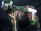 PHOTO: Zombie Poodle