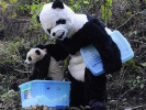 How to Handle a Baby Panda