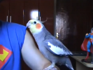 VIDEO: Hot Guy in Superman Shirt Teaches his Bird to Sing Super Mario Theme