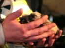 VIDEO:  Firefighters Save 22 Puppies