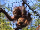 VIDEO: Baby Orangutan's First Climb
