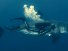 Swimming with a Great White Shark